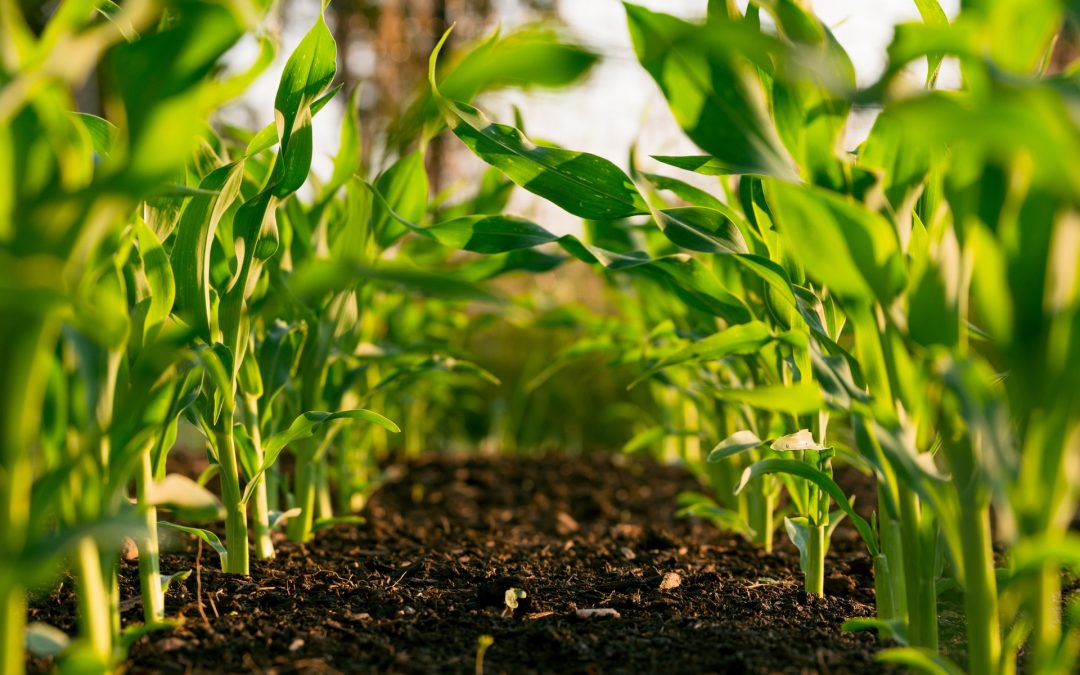 Les produits fertilisants UE et la réglementation REACh, quelles sont vos obligations ?