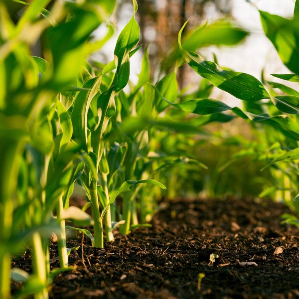 Les produits fertilisants UE et la réglementation REACh, quelles sont vos obligations ?