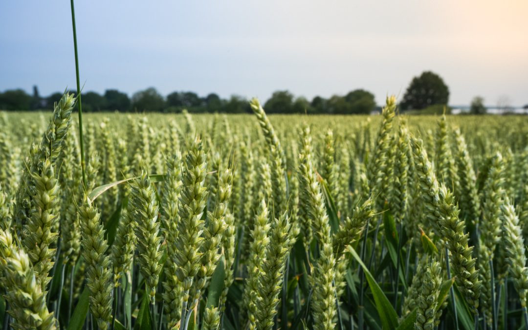 Les fertilisants : une nouvelle activité dans l’offre d’Equitox.