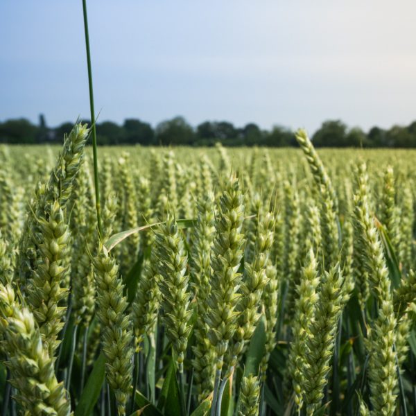 Les fertilisants : une nouvelle activité dans l’offre d’Equitox.